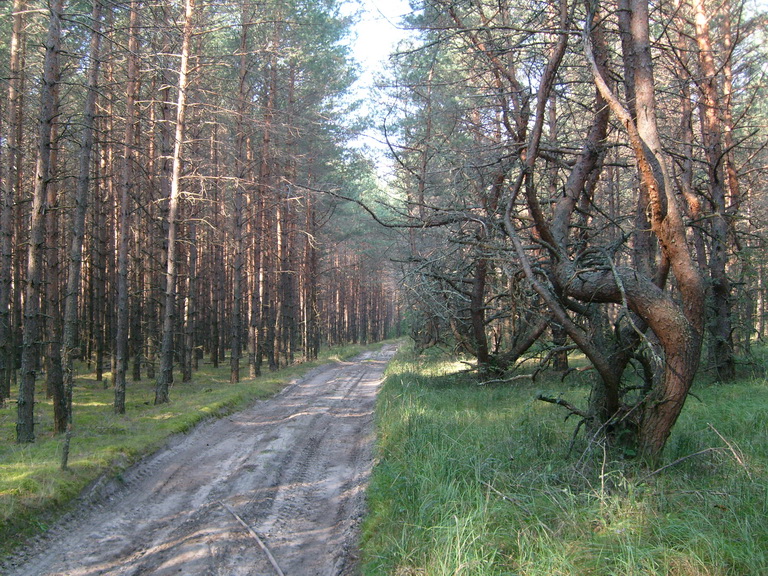 Аномальный лес1
