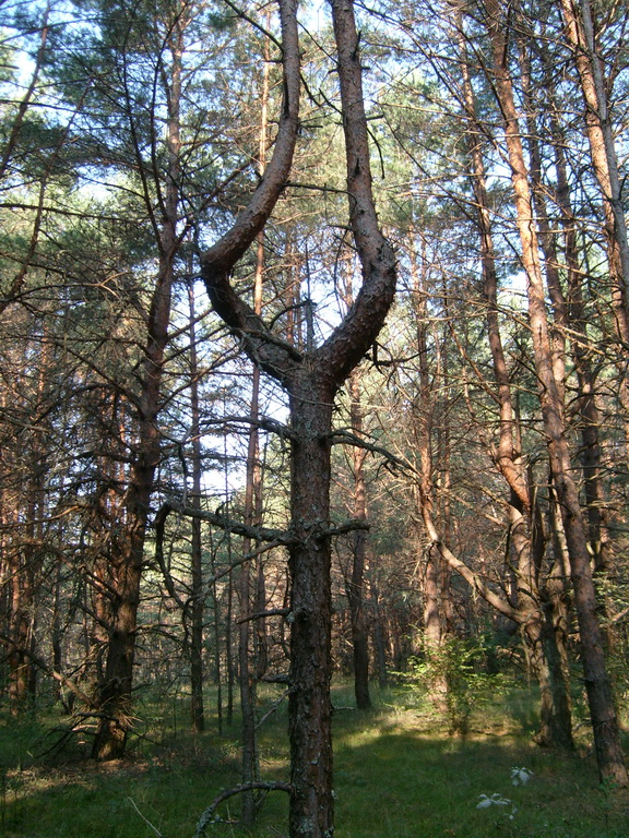 Аномальный лес 3